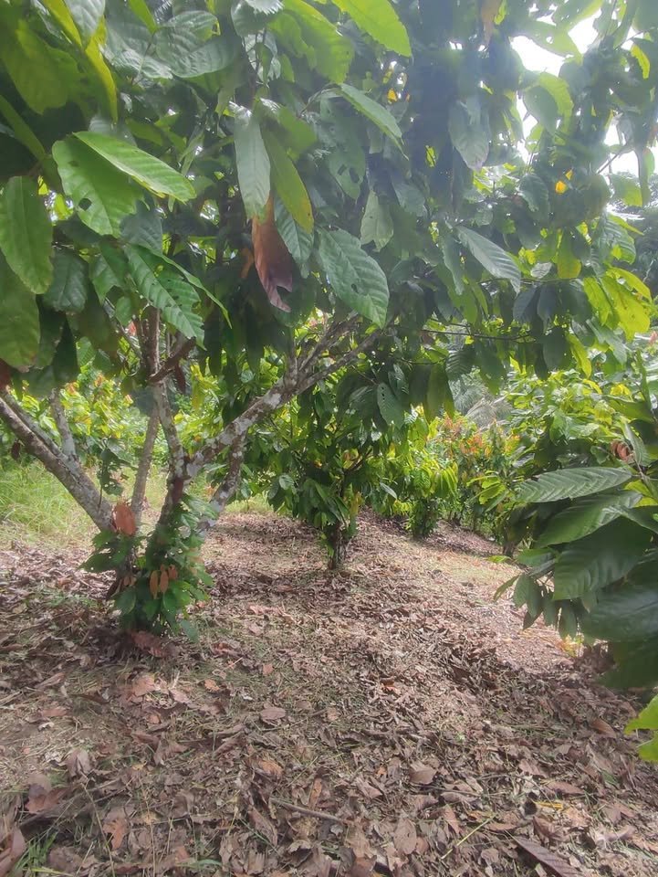 Chacra en Moyobamba, San Martín — foto 2