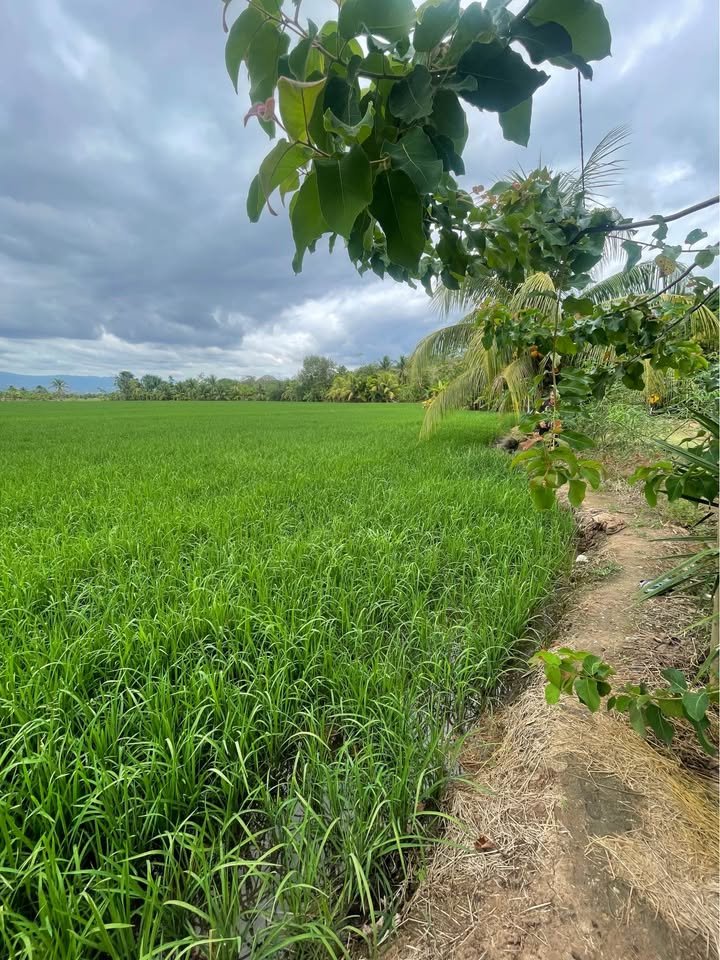 Terreno en Tarapoto, San Martín — foto 2