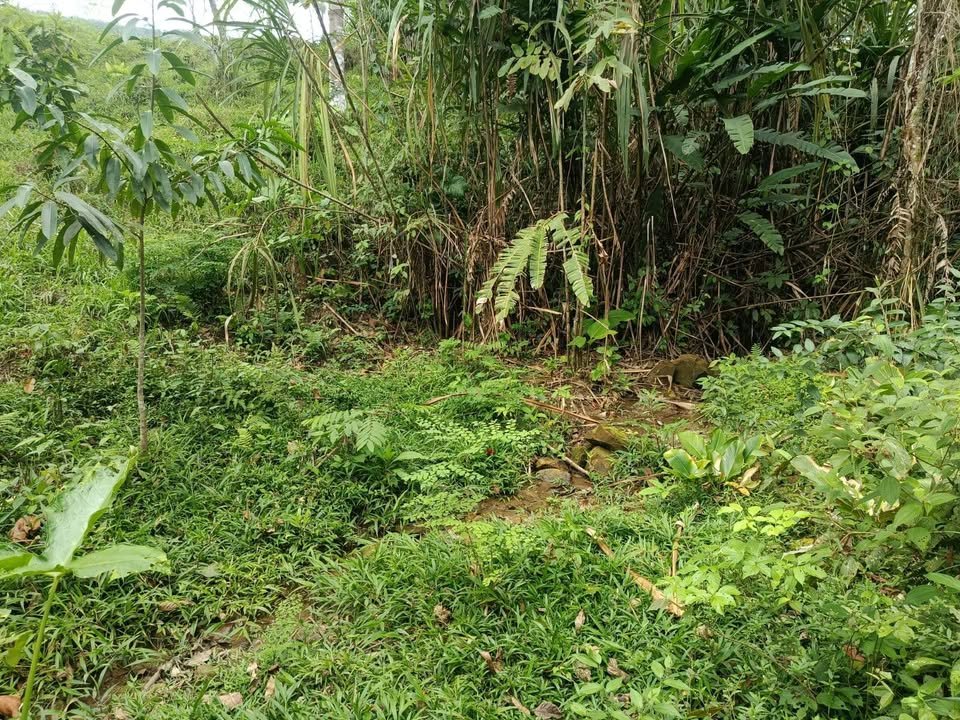 Terreno en Moyobamba, San Martín — foto 4