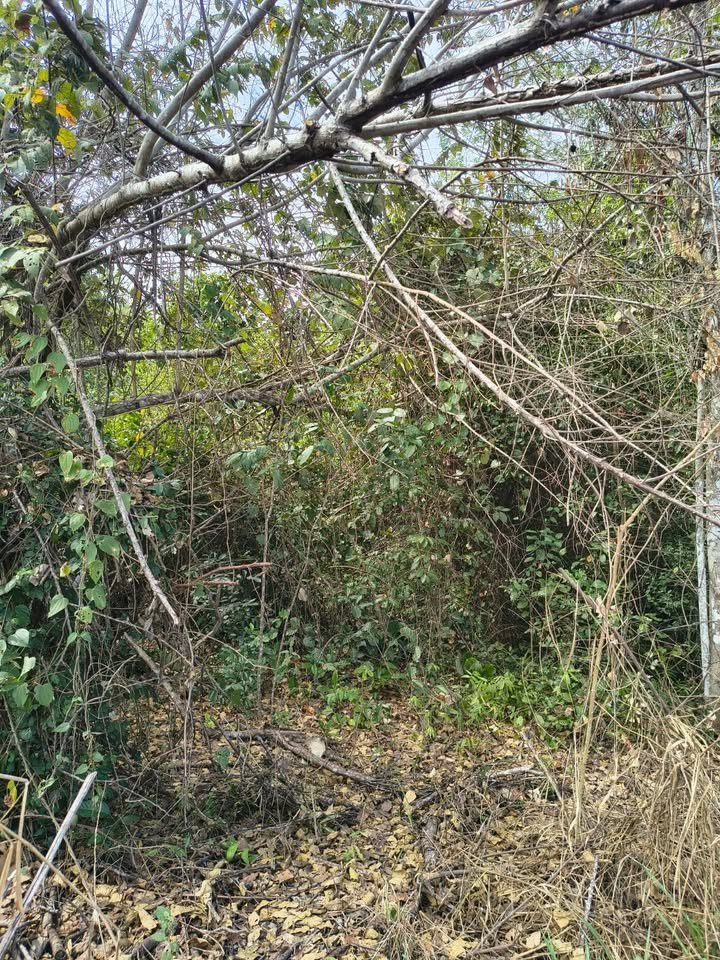 Chacra en Tingo de Ponasa, San Martín — foto 2