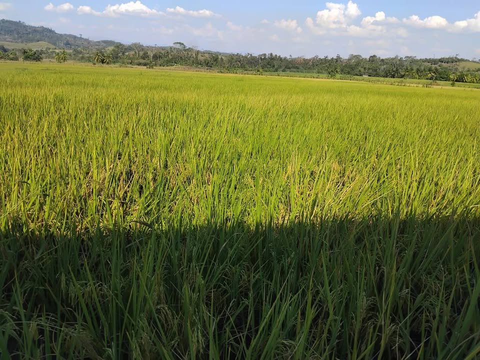 Terreno en Juanjuí, San Martín — foto 2