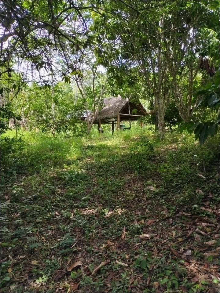 Terreno en Lamas, San Martín — foto 6