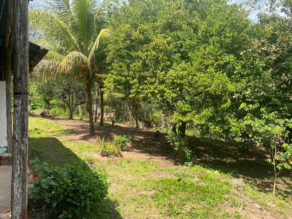 Chacra en Lamas, San Martín — foto 4