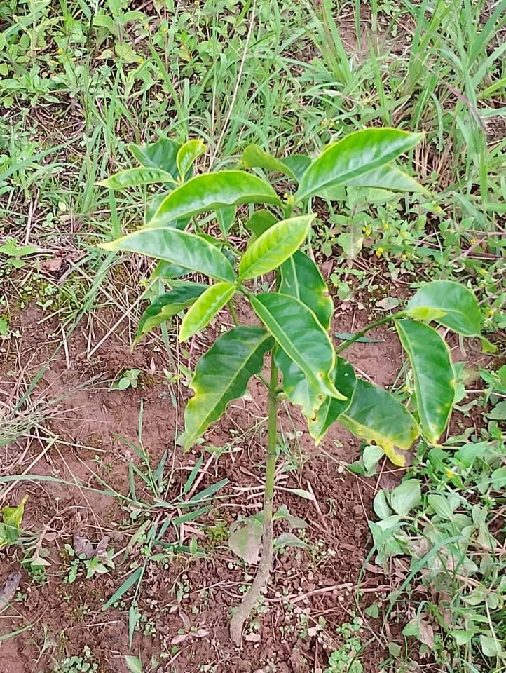 Lote en Oxapampa, Pasco — foto 3