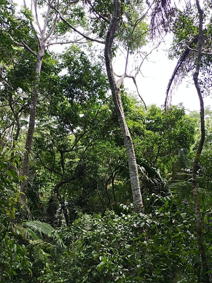 Terreno en Lamas, San Martín — foto 5