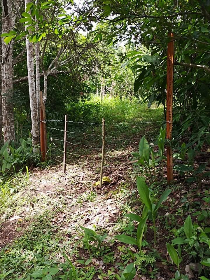 Terreno en Lamas, San Martín — foto 6